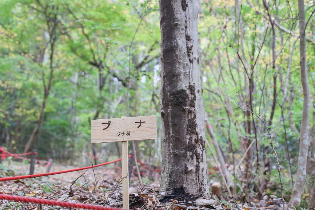 製作事例 樹名板 樹木看板 ツバキラボ