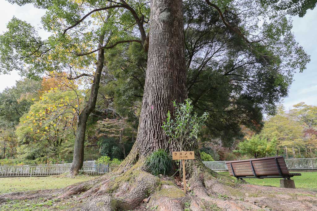 製作事例 樹名板 樹木看板 ツバキラボ