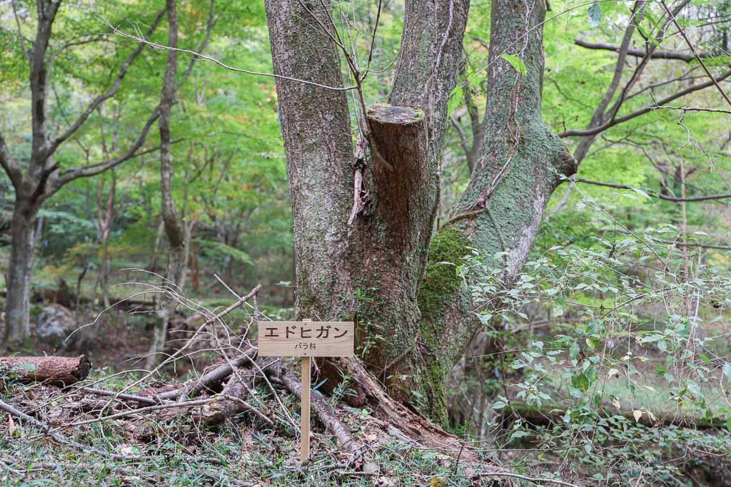 製作事例 樹名板 樹木看板 ツバキラボ